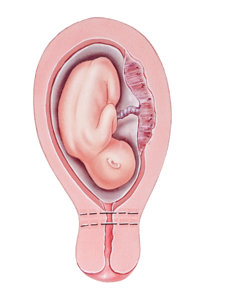 Toute patiente enfant ou en âge de procréer devant recevoir un traitement potentiellement délétère pour sa fertilité ultérieure ( Cancer du sein, tumeurs frontières de l’ovaire ou cancer de l’ovaire stade 1A, cancer du col stade 1A à 1B< 2 cm, N0 épidermoîde et adénocarcinome, hyperplasie atypique et cancer de l’endométre de type 1) ou dont la fertilité peut être altérée pour raison médicale ( Endométriose pelvienne, syndrome de Turner en mosaïque, insuffisances ovariennes précoces génétiques, maladie autoimmune, traitement prolongé incompatible avec la grossesse etc.) doit être informée de ce risque et des stratégies de préservation de la fertilité